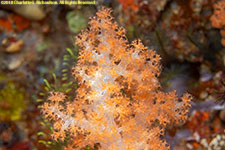 soft coral